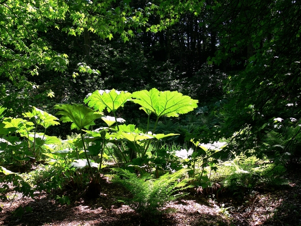 Bois des Moutiers (1) Summer 2012